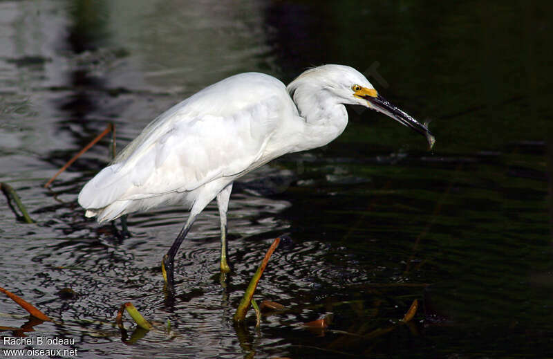 Aigrette neigeuseadulte internuptial, identification, régime