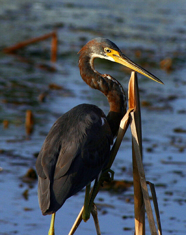Tricolored Heron