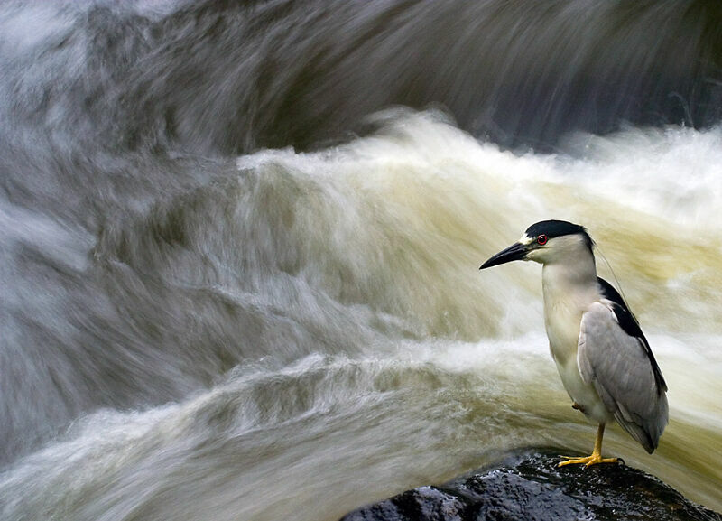 Black-crowned Night Heron