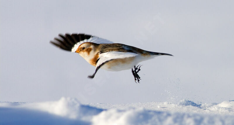 Bruant des neiges