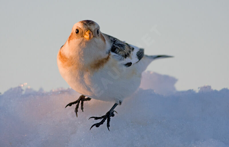 Bruant des neiges
