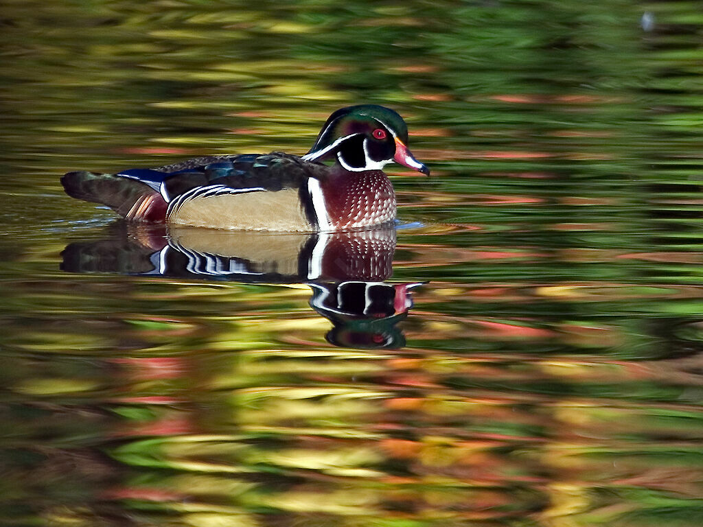 Wood Duck
