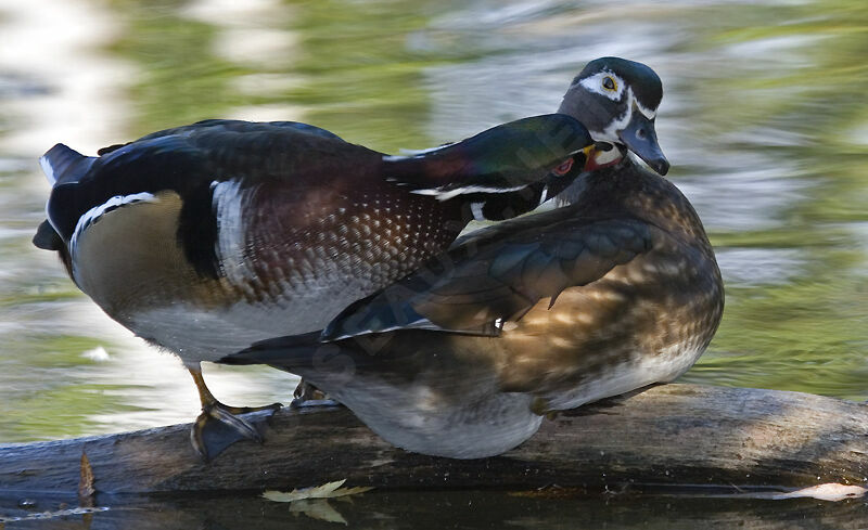 Wood Duck adult