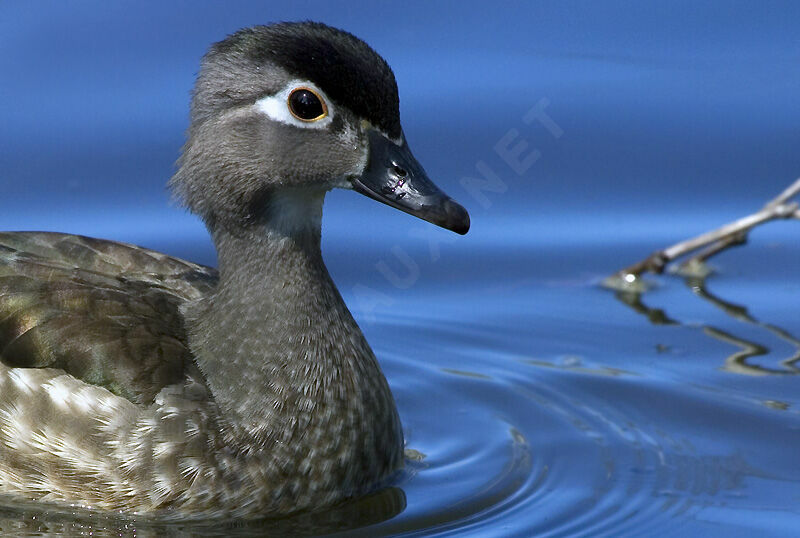 Canard carolin