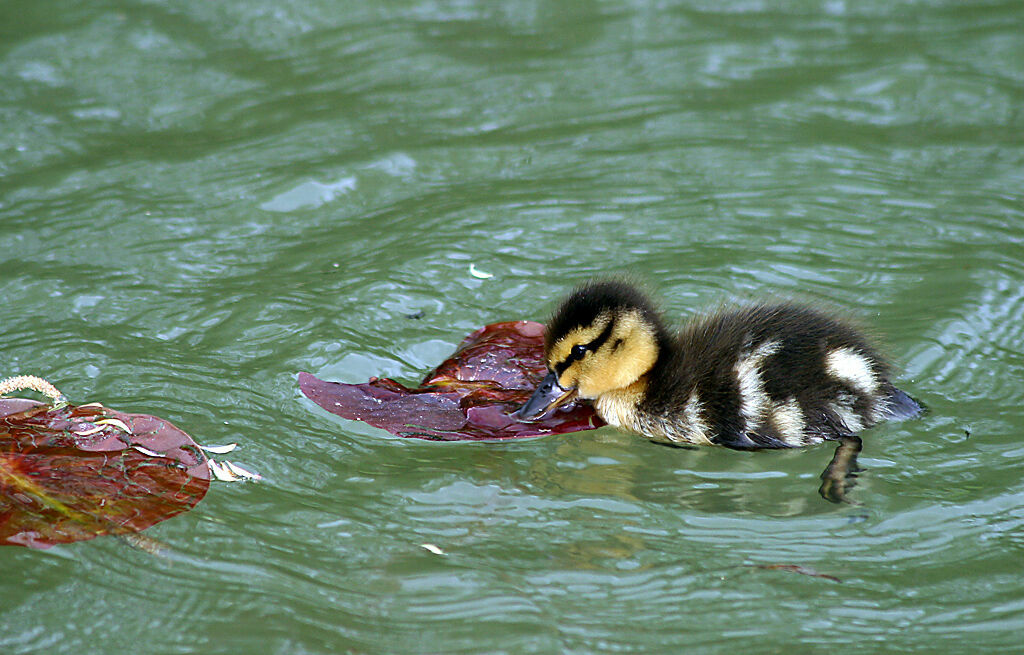 Canard colvert