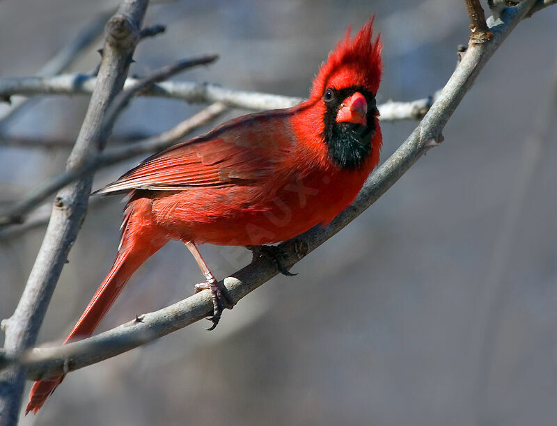 Cardinal rouge mâle