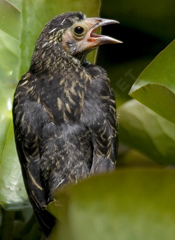 Red-winged Blackbird