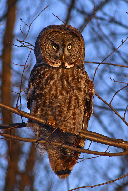 Great Grey Owl