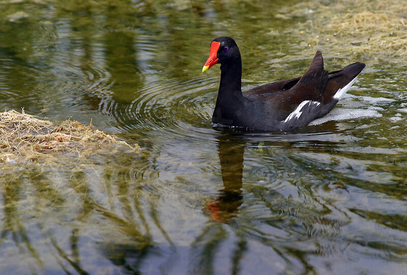 Common Gallinule