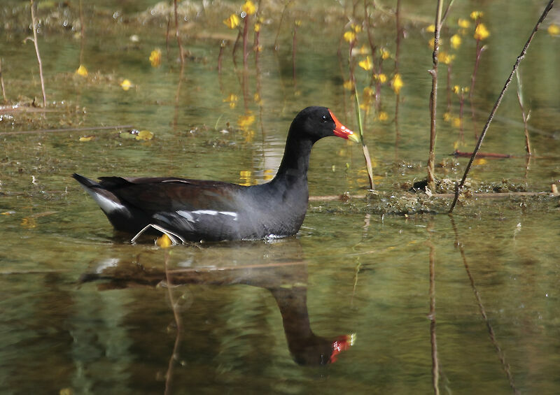 Common Gallinule