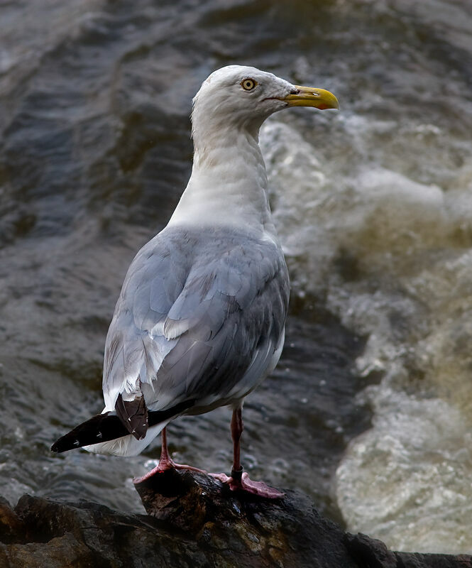 American Herring Gulladult