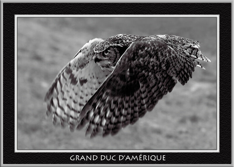 Great Horned Owl