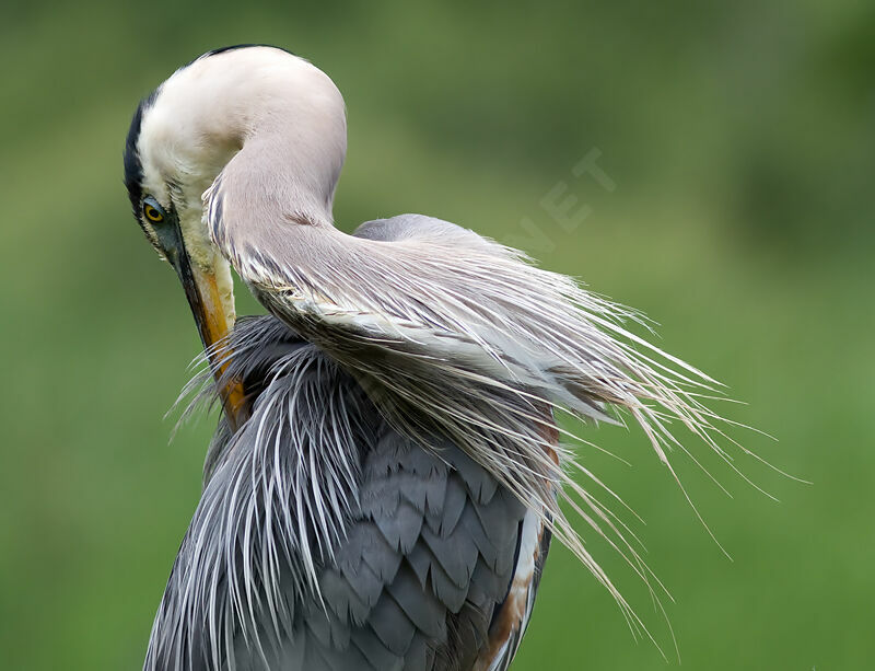 Great Blue Heron, identification, Behaviour