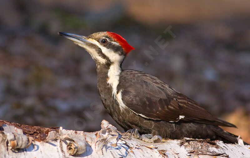 Pileated Woodpecker female, identification, Behaviour
