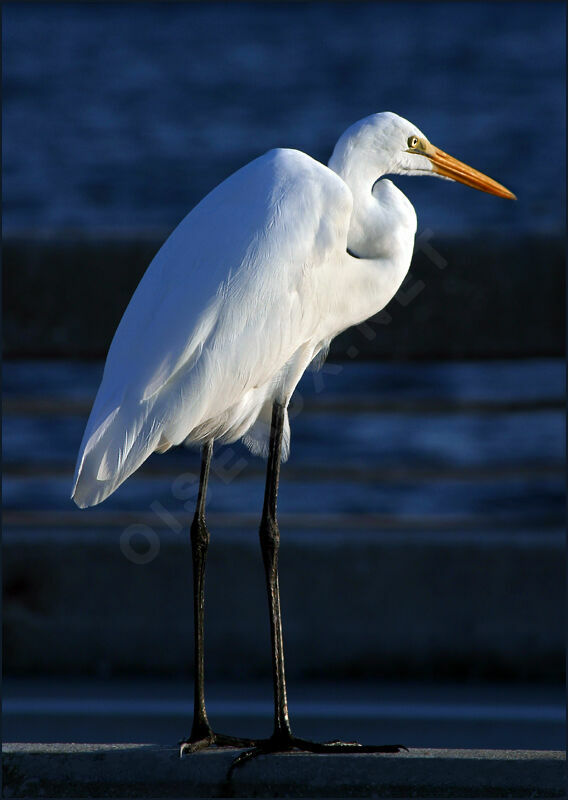 Great Egret