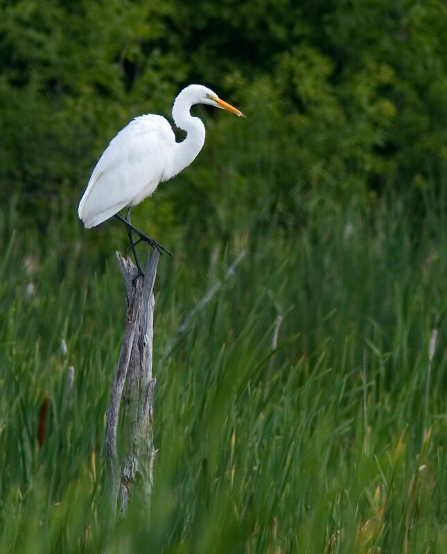 Great Egret