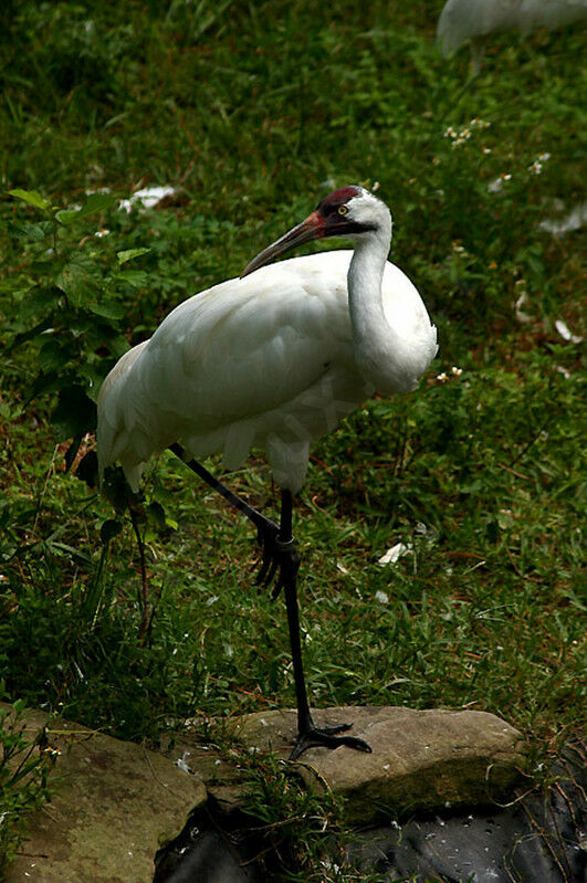 Grue blanche