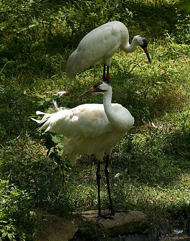 Whooping Crane