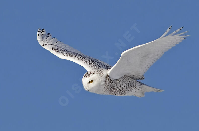 Harfang des neiges femelle