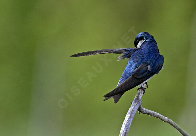 Tree Swallow