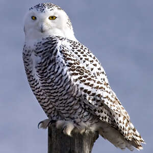 Harfang des neiges