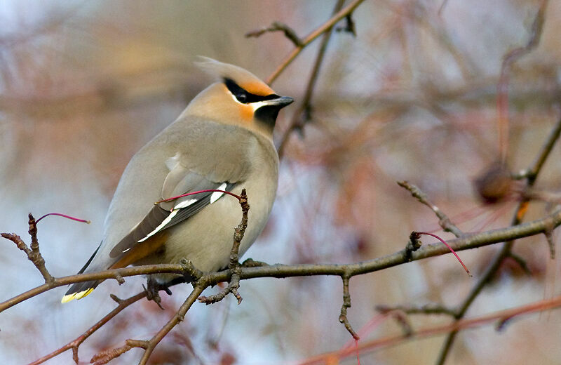 Bohemian Waxwing