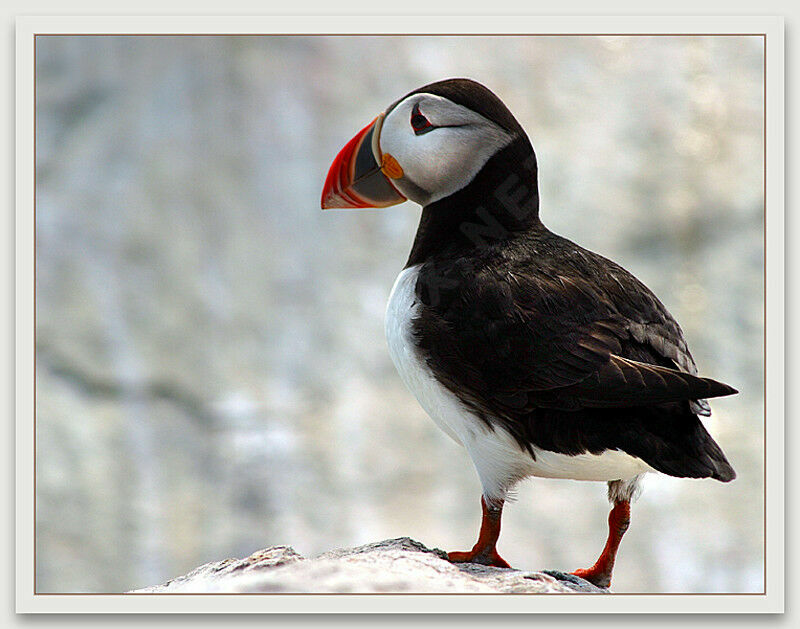 Atlantic Puffin