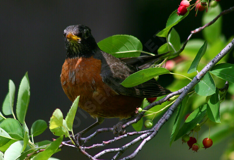 American Robin