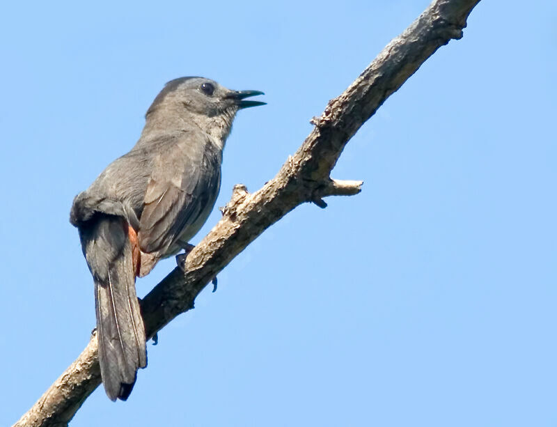 Grey Catbird