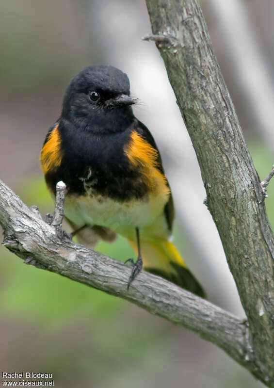 American Redstart male adult breeding, close-up portrait