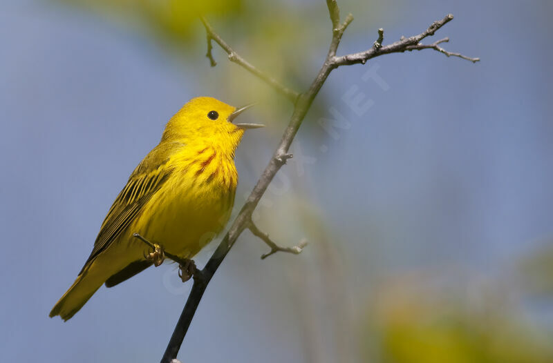 American Yellow Warbler male adult, identification, song, Behaviour