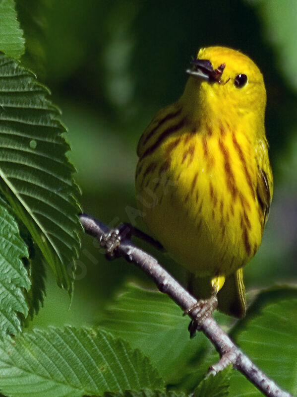 American Yellow Warbler