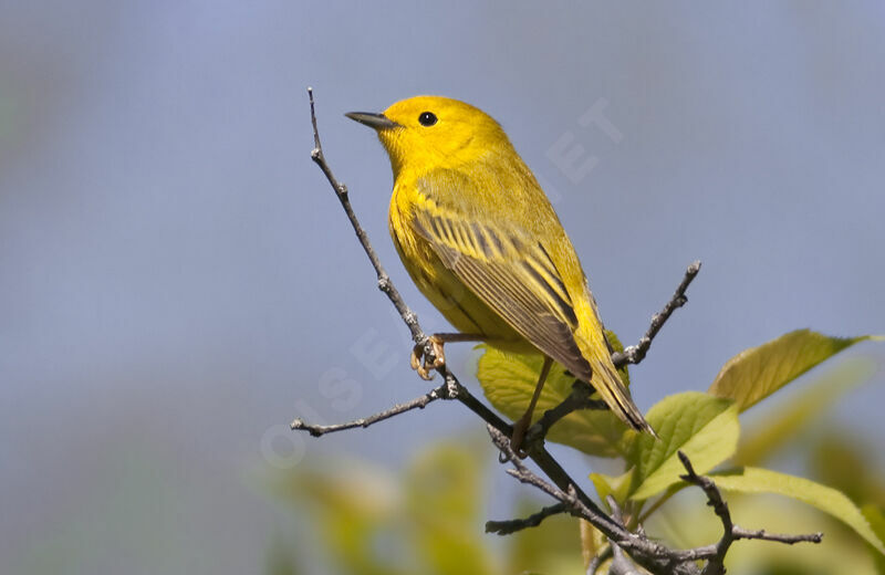 American Yellow Warbler male adult, identification, Behaviour