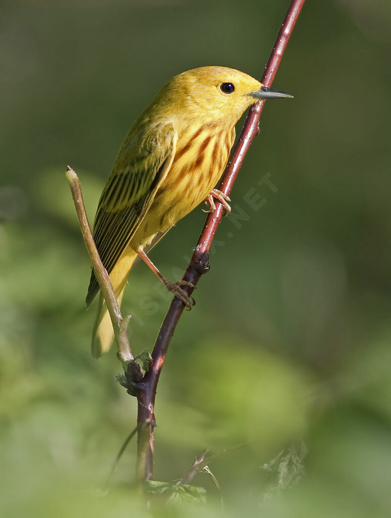 Paruline jaune, identification, Comportement