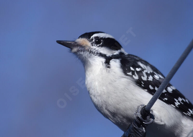 Hairy Woodpecker female