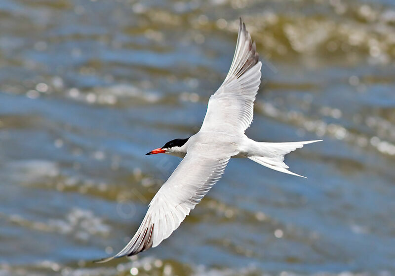 Common Ternadult