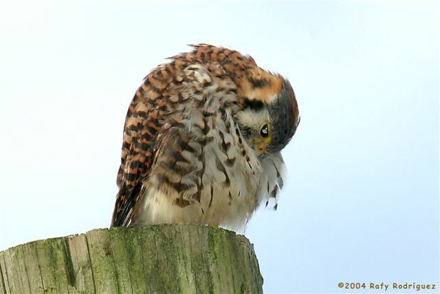 American Kestrel
