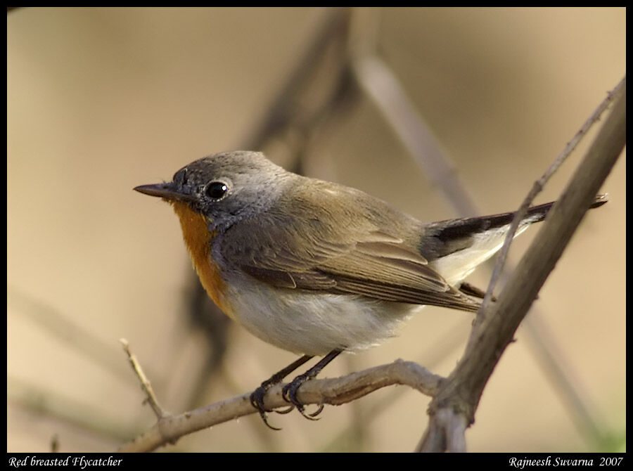 Red-breasted Flycatcher male adult breeding