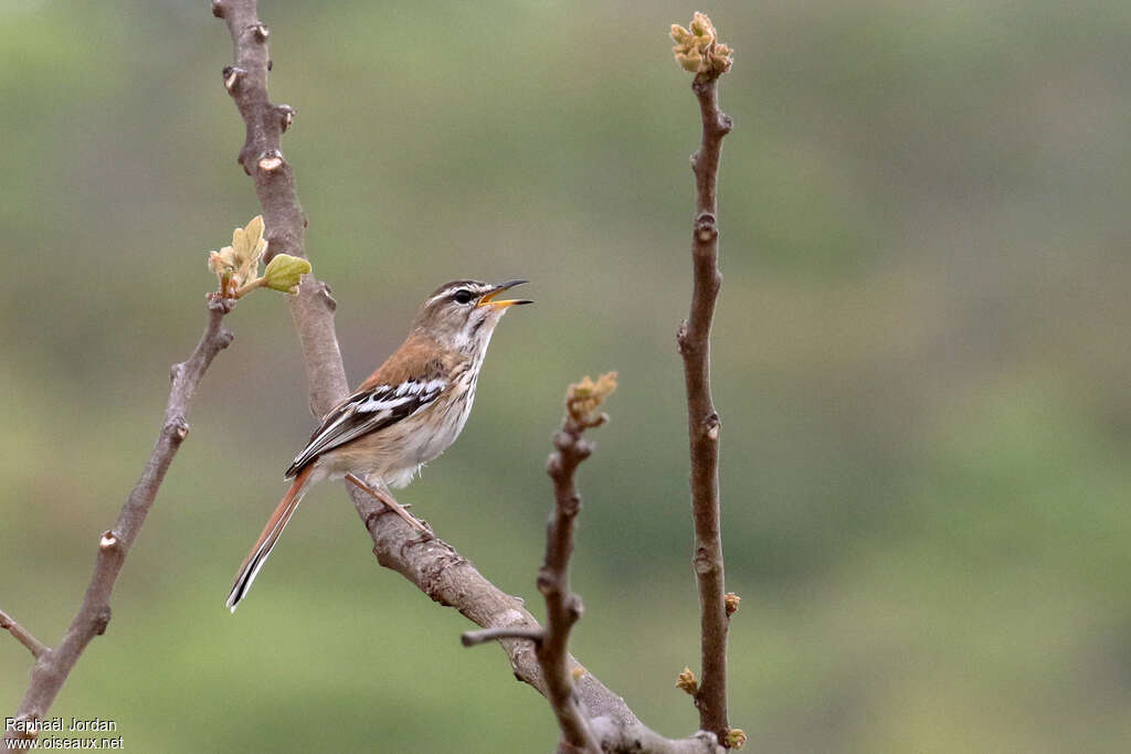 Agrobate à dos rouxadulte, habitat, chant