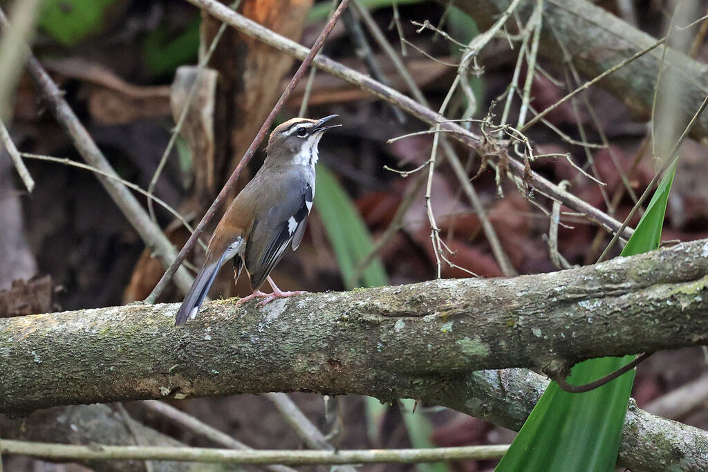 Agrobate du Ghanaadulte, chant