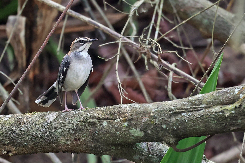 Agrobate du Ghanaadulte