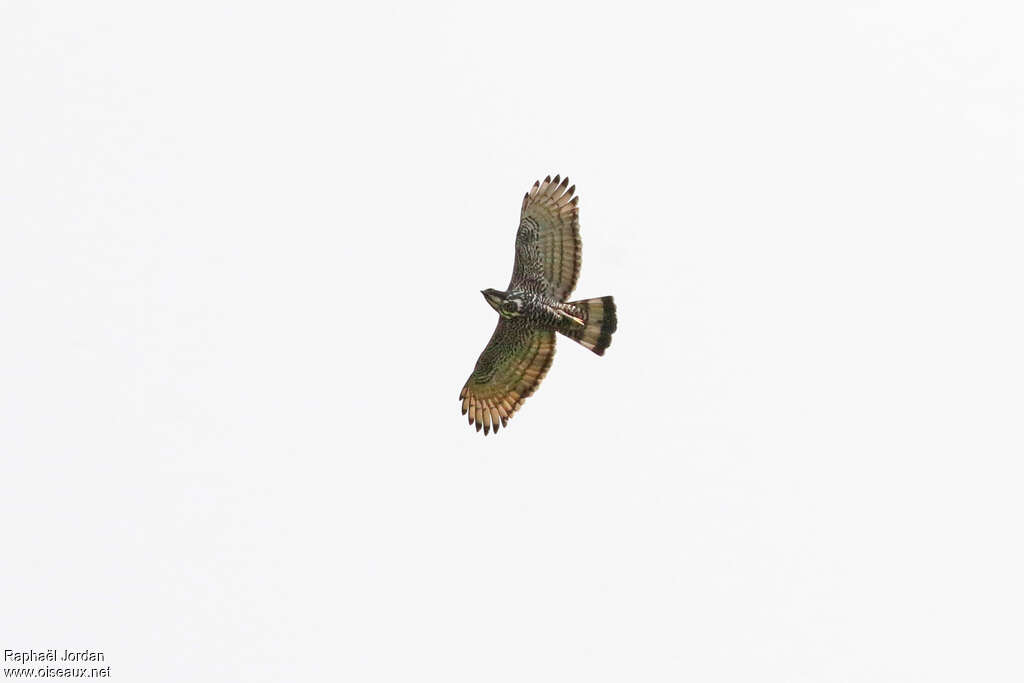 Aigle de Blythadulte, Vol