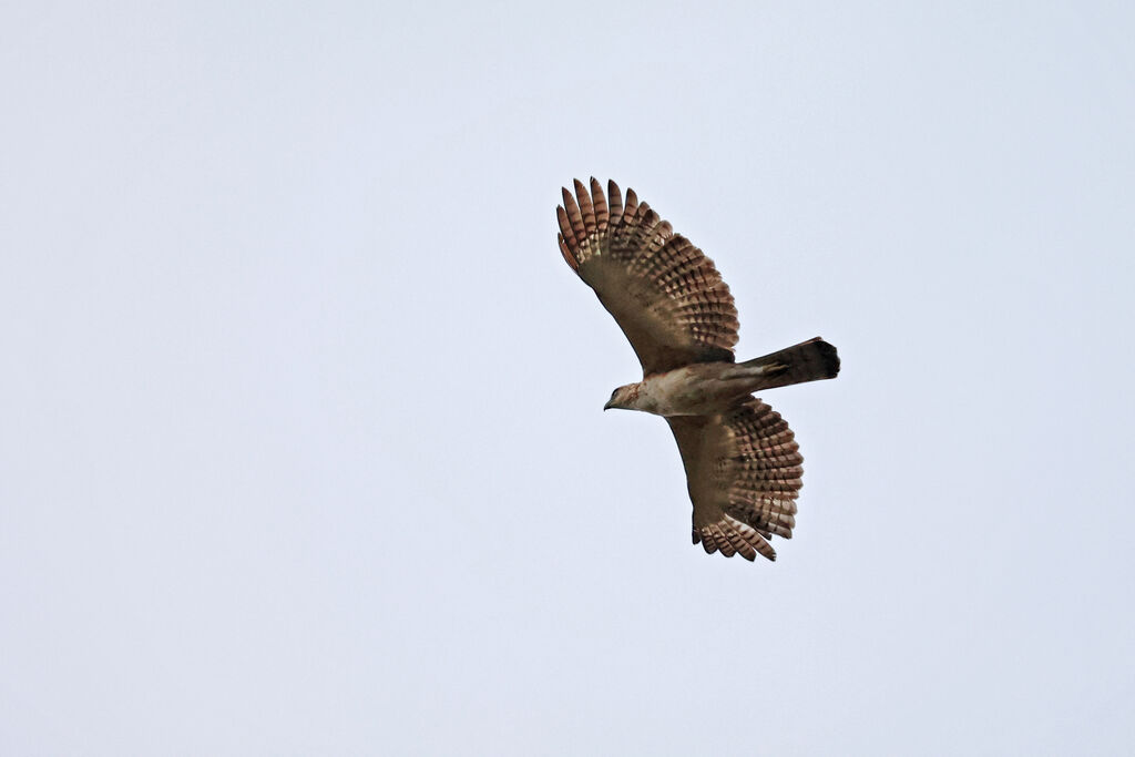 Aigle des Philippinesimmature