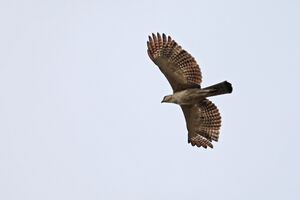 Aigle des Philippines