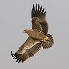 Aigle des steppes