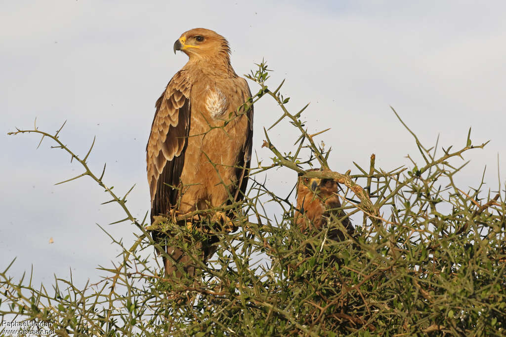 Aigle ravisseurimmature, identification