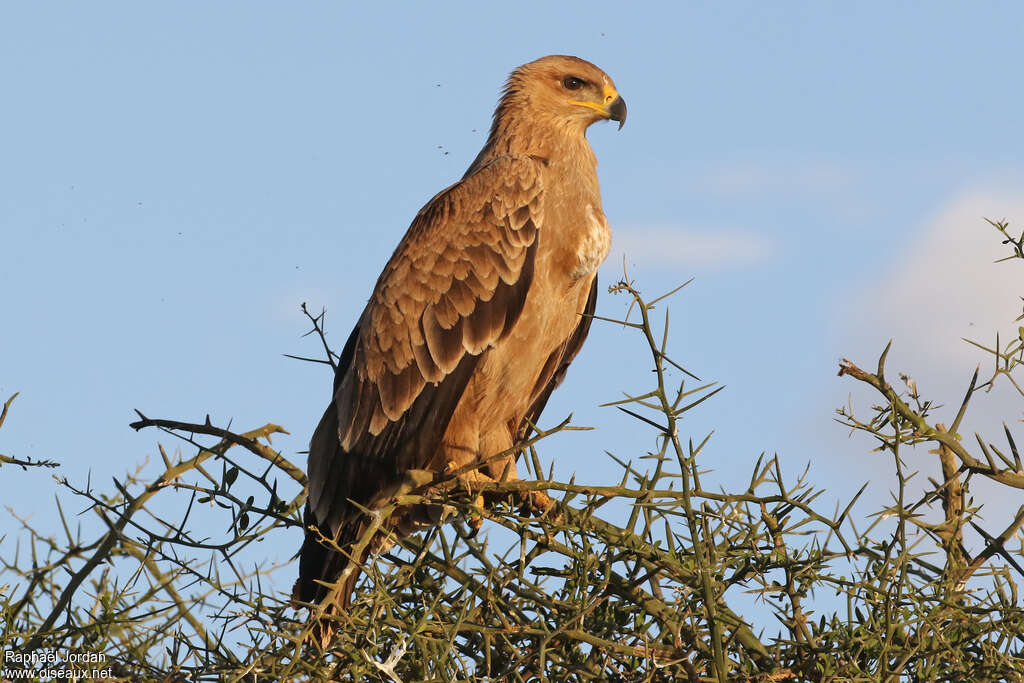 Aigle ravisseurimmature, identification