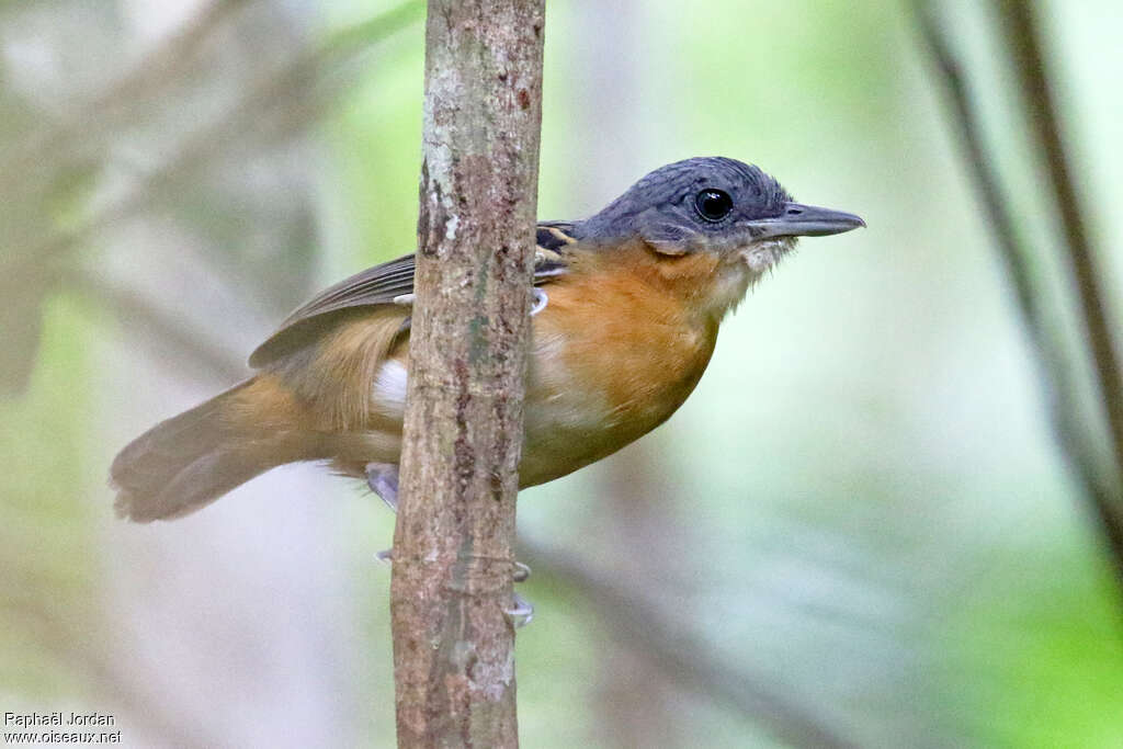 Alapi du varillal femelle adulte, identification
