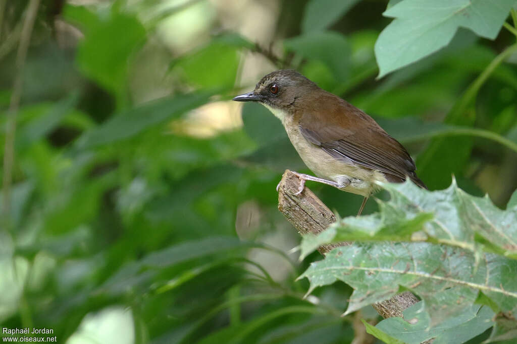 Alèthe à poitrine bruneadulte, habitat