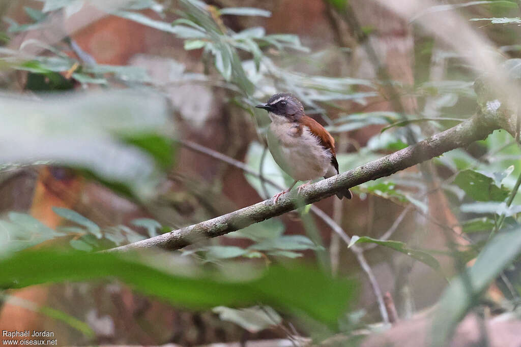 Alèthe à poitrine bruneadulte, habitat